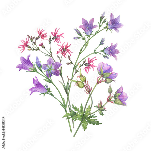 Bouquet with violet bluebell (Campanula patula, little bell, rapunzel), meadow geranium and pink ragged-robin wildflowers. Watercolor hand drawn painting illustration isolated on a white background