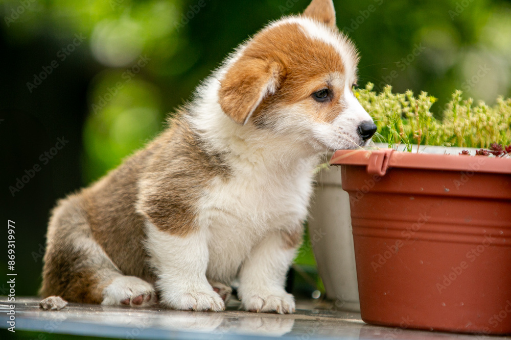 Obraz premium Cute Pembroke Welsh Corgi puppy in flowers