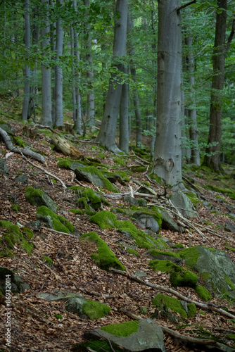 in the forest Poland