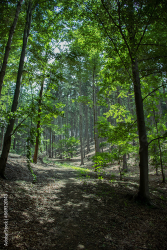 path in the forest