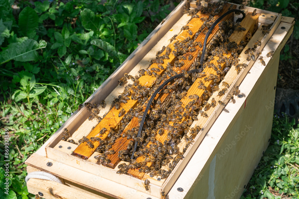 Beekeeper Working with Hive in Sunny Garden Beekeeper Working with Hive in Sunny Garden