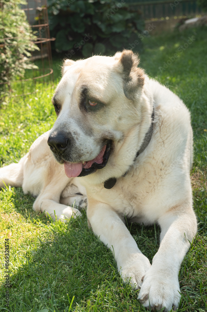 Loyal Anatolian Shepherd Dog Lying on Green Grass Loyal Anatolian Shepherd Dog Lying on Green Grass
