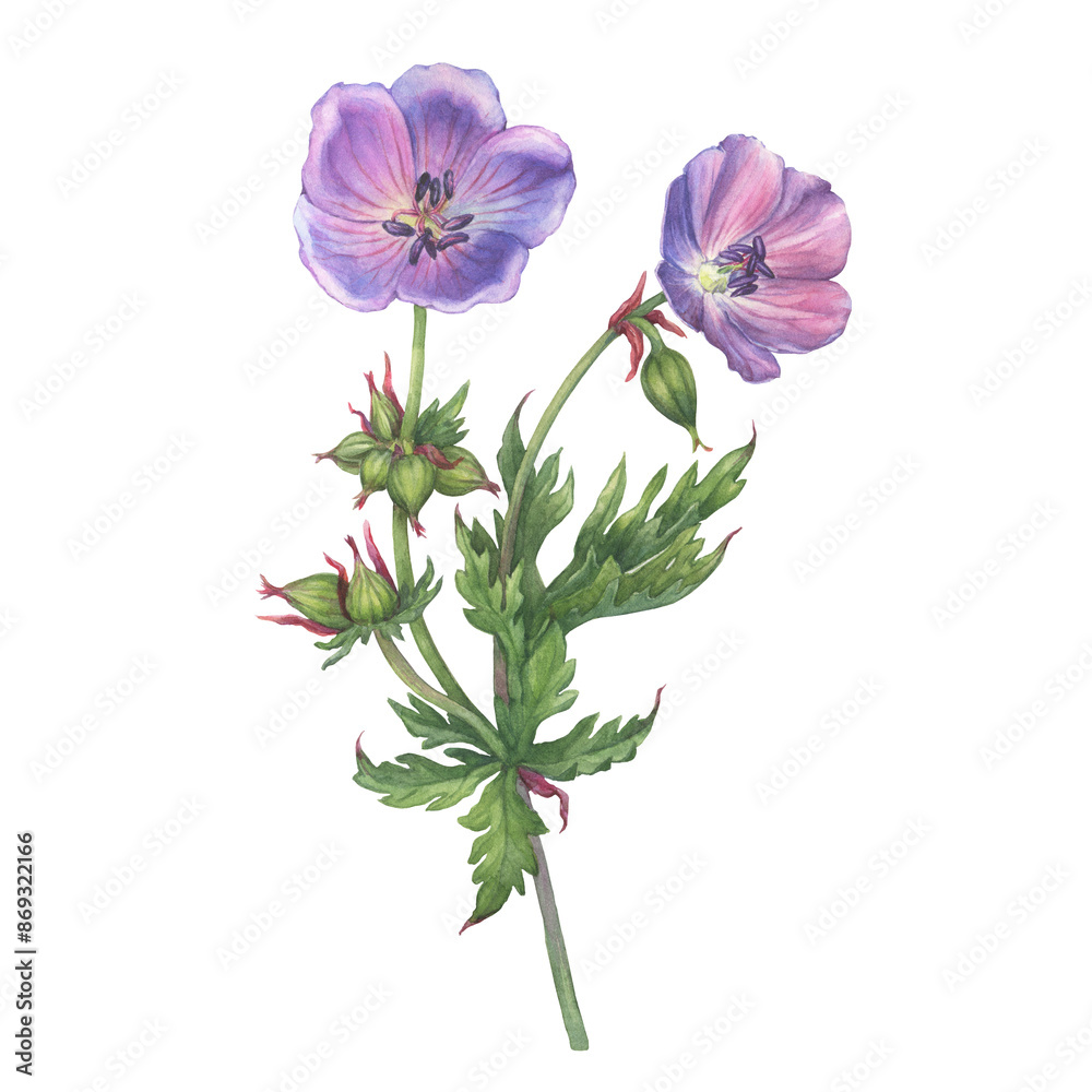 Close-up of violet meadow geranium (Geranium pratense, the meadow crane's-bill) wildflowers. Watercolor hand painting illustration on white background Close-up of violet meadow geranium (Geranium pratense, the meadow crane's-bill) wildflowers. Watercolor hand painting illustration on white background
