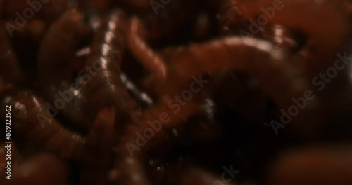 Hideous Scene Of Swarming Live Superworms (Zophobas morio). Macro Shot photo