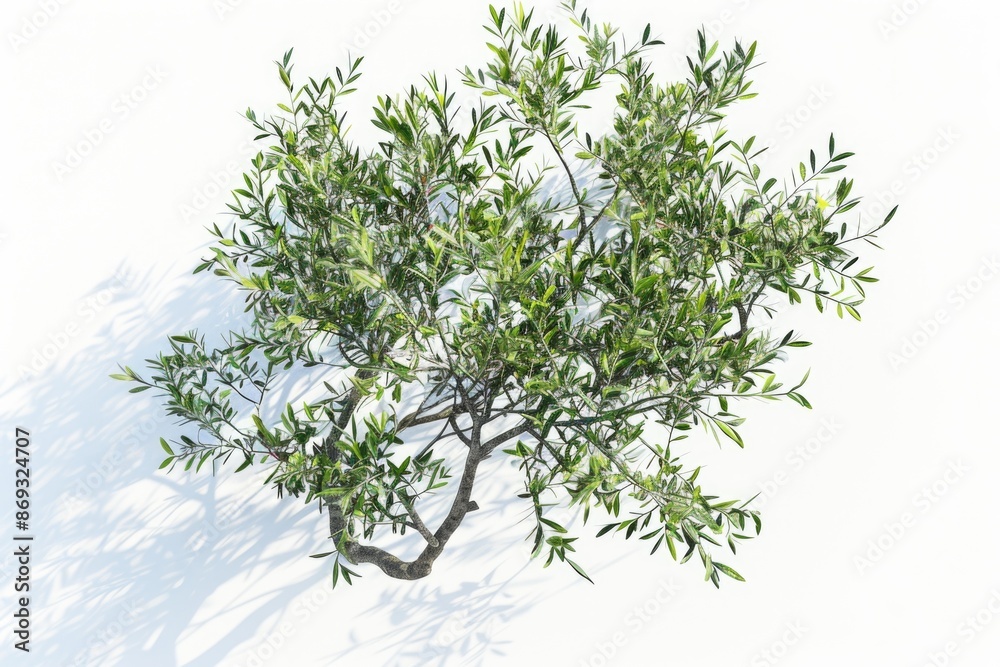 A small tree with green leaves on a white surface, great for use in nature-inspired designs or as a symbol of growth and renewal A small tree with green leaves on a white surface, great for use in nature-inspired designs or as a symbol of growth and renewal