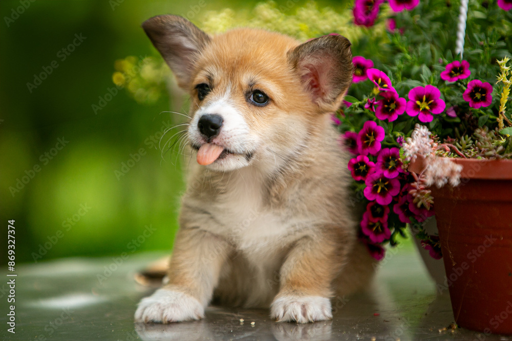 Cute corgi puppy in flowers Cute corgi puppy in flowers