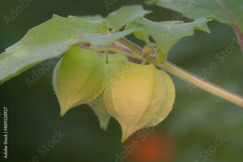 Aunt Molly's gooseberries grow well in the heat of summer in tropical or subtropical climates. photo