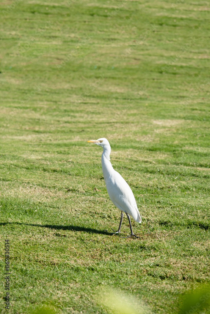 white crane kerala hunting on the grass field white crane kerala hunting on the grass field