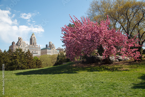 Canvas Print Pink Flower Tree Central Park New York City