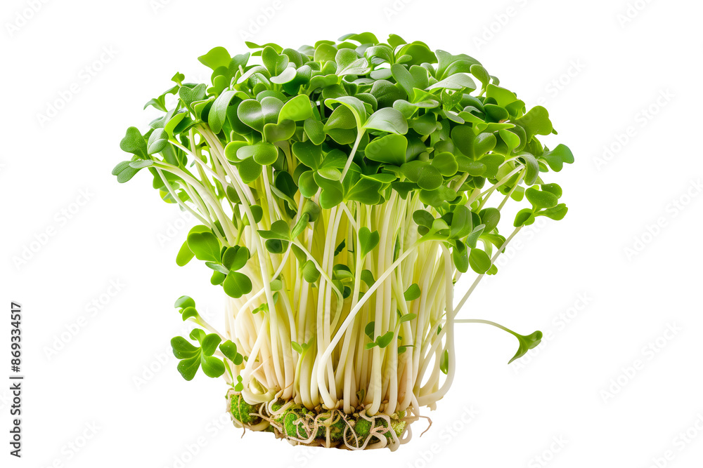 Cluster of freshly grown green radish sprouts isolated on a white background. Cluster of freshly grown green radish sprouts isolated on a white background.