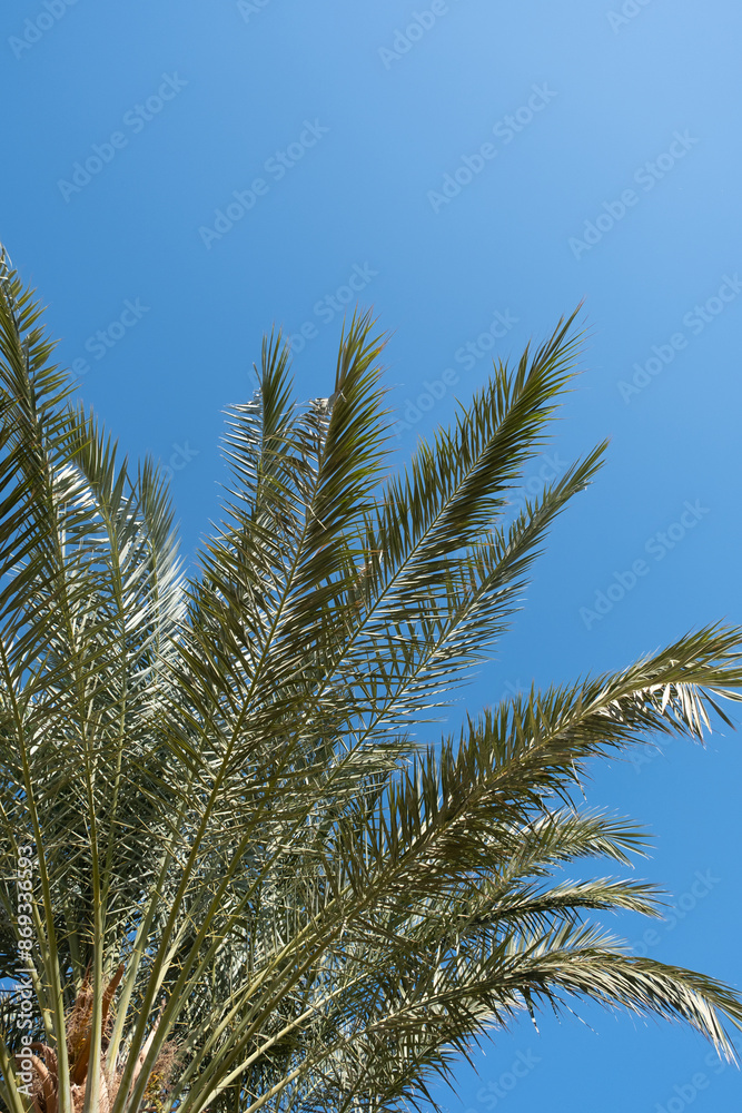 palm trees on the background on sky background palm trees on the background on sky background