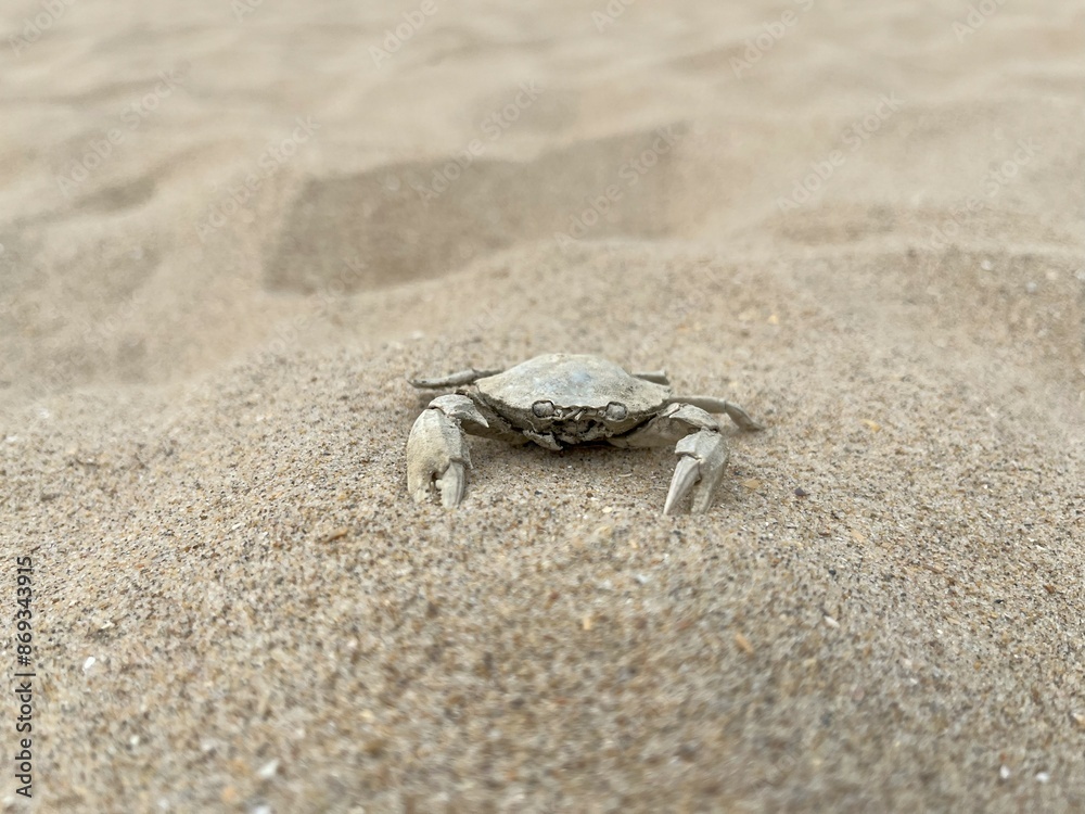 crab on the sandy beach