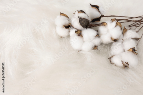 cotton on white plush background