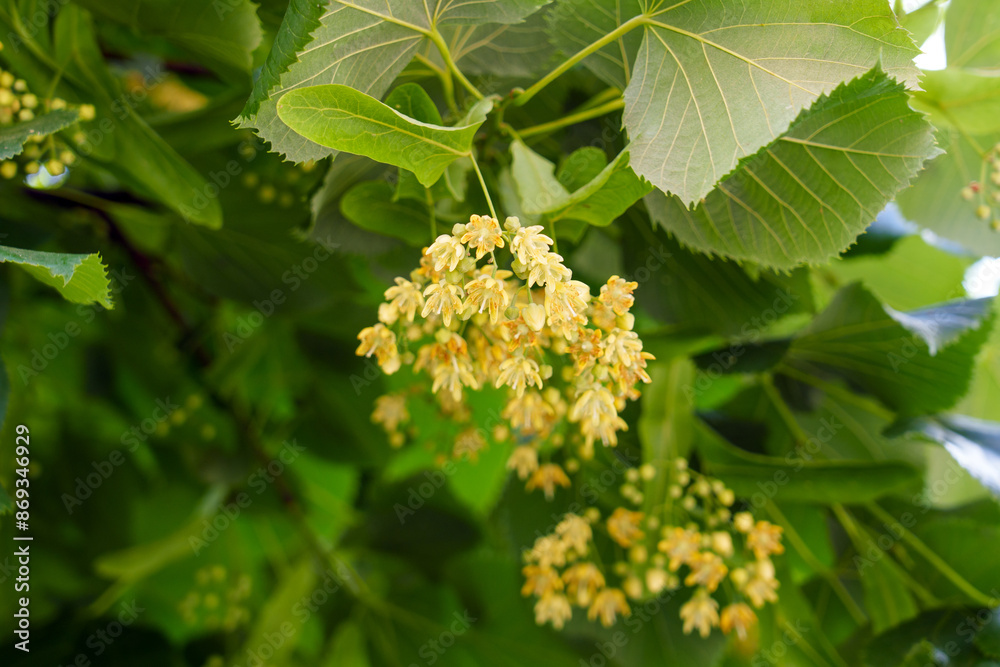 Blooming Linden tree flowers or tilia cordata blossom. Healing herbal tea and aromatherapy ingredient