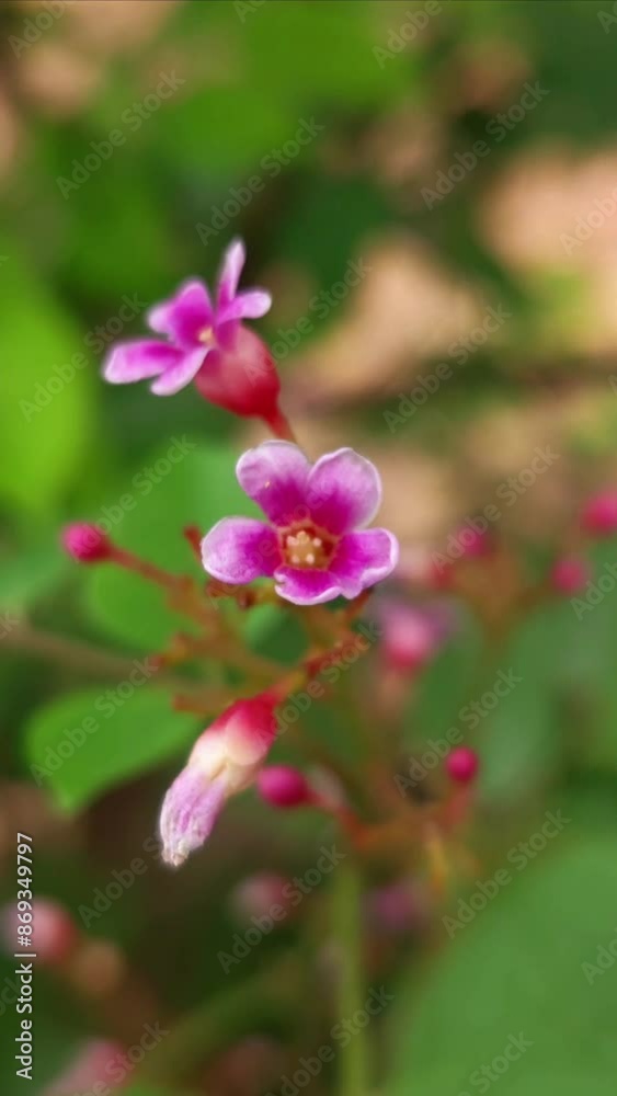 Star Fruit Flower Star Fruit Flower