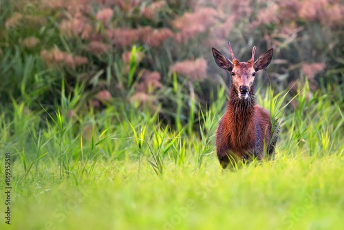 Red deer in the grass