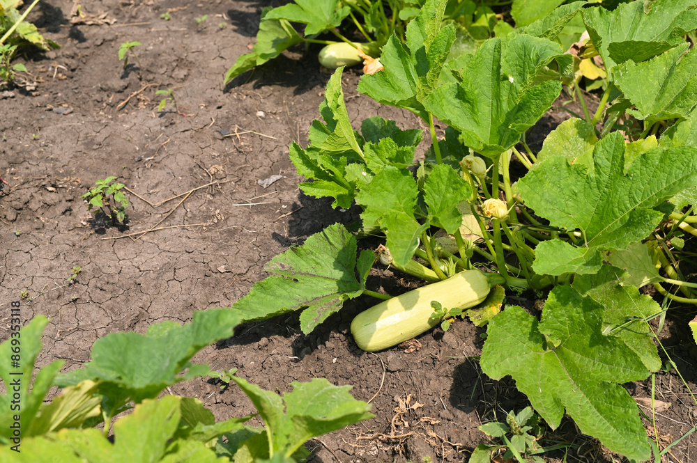 Obraz premium zucchini growing in the garden. Agriculture