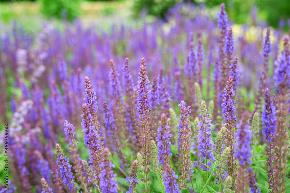 Fototapeta premium Flowers of Salvia or sage. Selective focus.