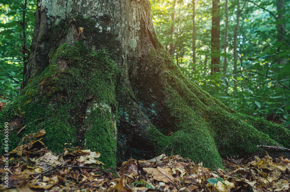 Old tree roots covered with green moss. Forest landscape. Fallen leaves at foot of the trees. Old tree roots covered with green moss. Forest landscape. Fallen leaves at foot of the trees.
