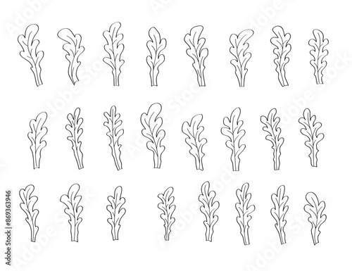 Set of arugula icons, a cartoon doodle sketch. Vector illustration of herb seasoning arugula.