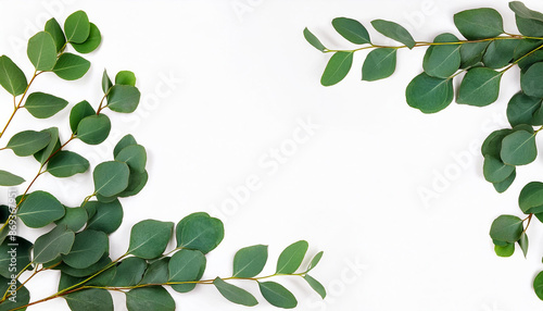green eucalyptus leaves frame banner top view isolated on white background with copy space. flat lay