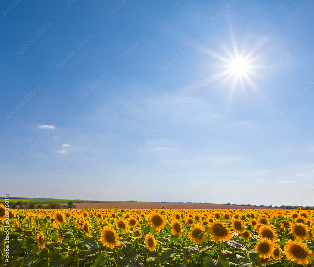 Obraz premium summer sunflower field at the sunny day