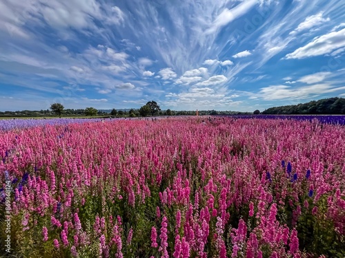 Flower field