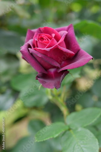 ミスターリンカーン、リンカーン、バラ、薔薇