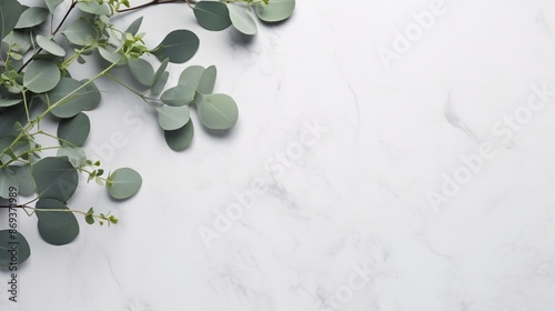 Eucalyptus stems on gentle gray backdrop. © Studicon