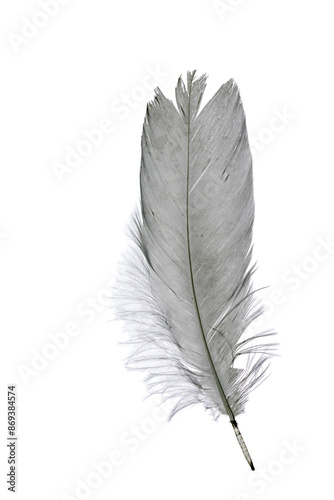 feather