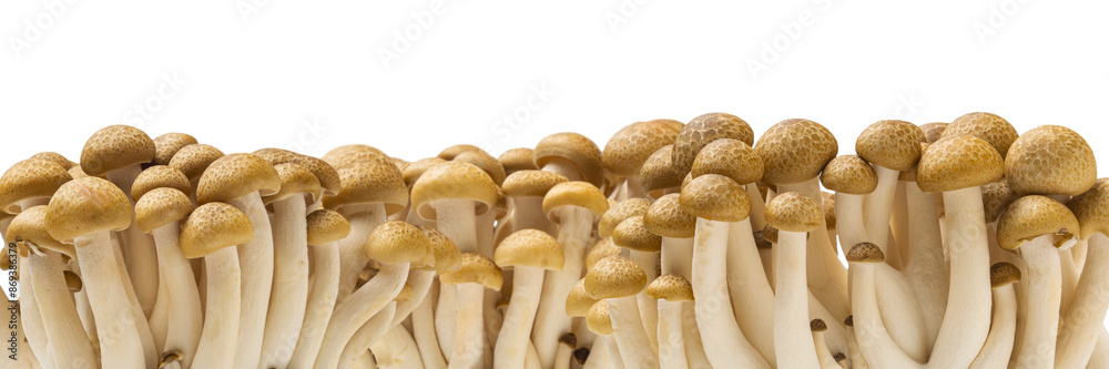 background and texture of cluster of fresh brown shimeji mushrooms close up isolated on white background background and texture of cluster of fresh brown shimeji mushrooms close up isolated on white background