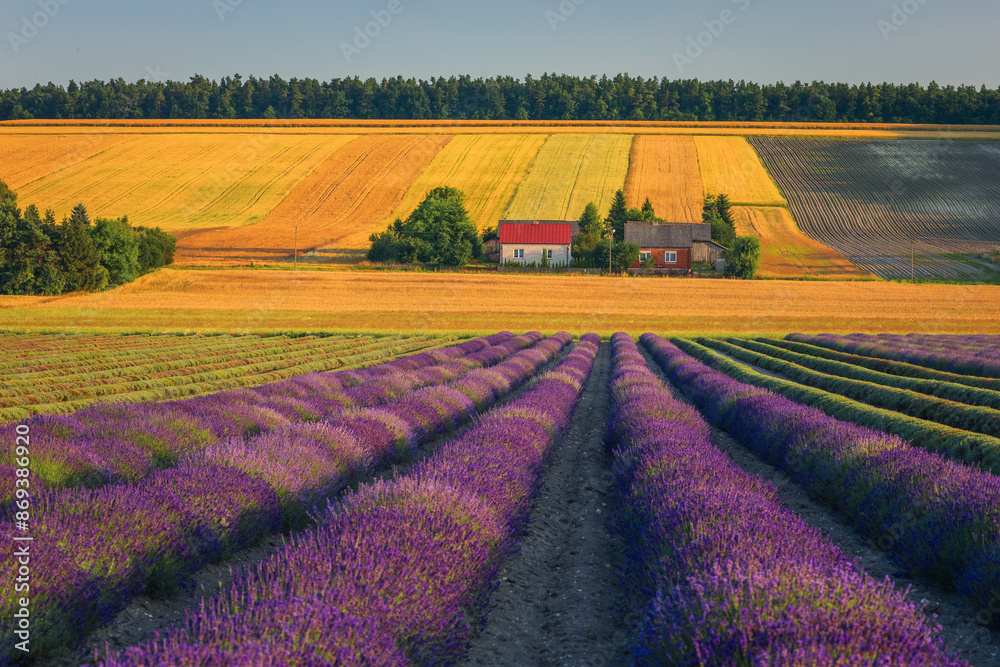 Φωτογραφία A picturesque rural scene in Poland with vibrant purple lavender fields in the foreground, golden wheat fields in the middle, and two quaint houses with colorful roofs nestled among lush greenery