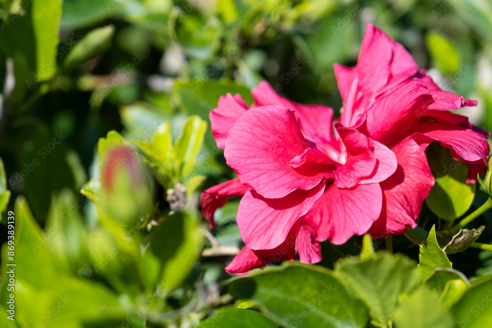 beautiful red hibiscus rose in the hotel floral design beautiful red hibiscus rose in the hotel floral design