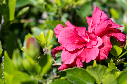 beautiful red hibiscus rose in the hotel floral design