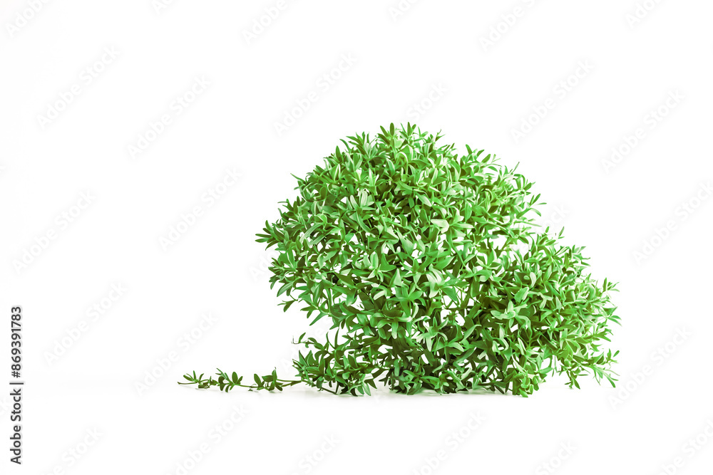 Naklejka premium Green bush isolated on white background