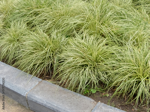 Carex oshimensis or Japanese sedge grass garden in the urban design