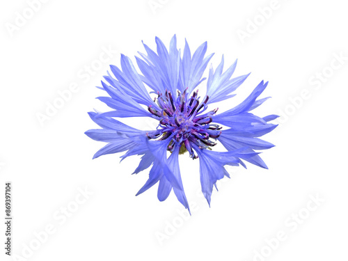 Fototapeta Naklejka Na Ścianę i Meble -  Centaurea cyanus,cornflower or bachelor's button blue flower isolated transparent png.
