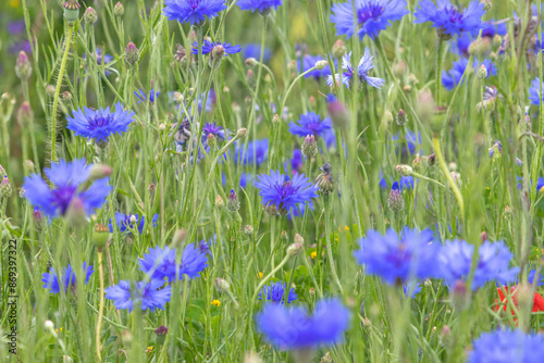 Centaurea cyanus,cornflower or bachelor's button blue flowers on the summer meadow rustic background. photo