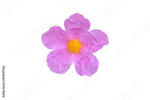 Fototapeta Naklejka Na Ścianę i Meble -  Cistus albidus or grey-leaved cistus pink flower with crinkled petals and yellow stamens isolated transparent png