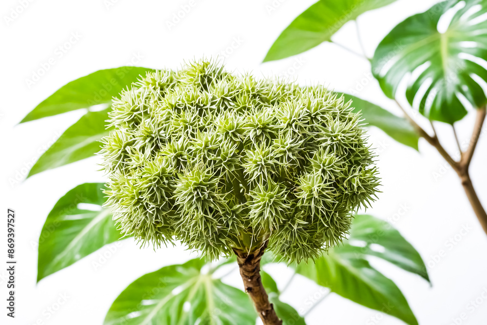 Close-up of a Green Spiky Flower Bud Close-up of a Green Spiky Flower Bud