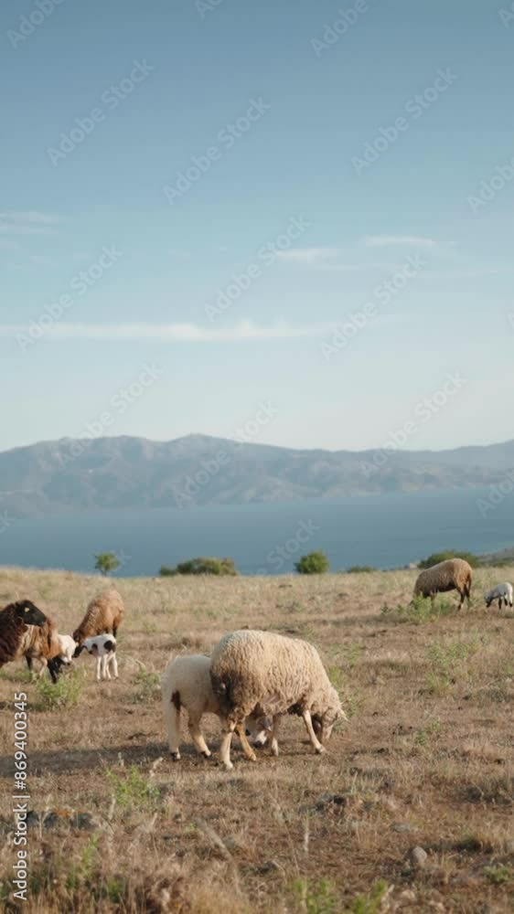 Lambs sheep chewing food and looking. Sheep grazing on hillside meadow or field in a big flock. Pasture in rural area. Vertical video Lambs sheep chewing food and looking. Sheep grazing on hillside meadow or field in a big flock. Pasture in rural area. Vertical video