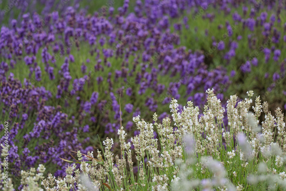 Naklejka premium Lavender field. Lavender. Macro photography. Close up. The background. Nature