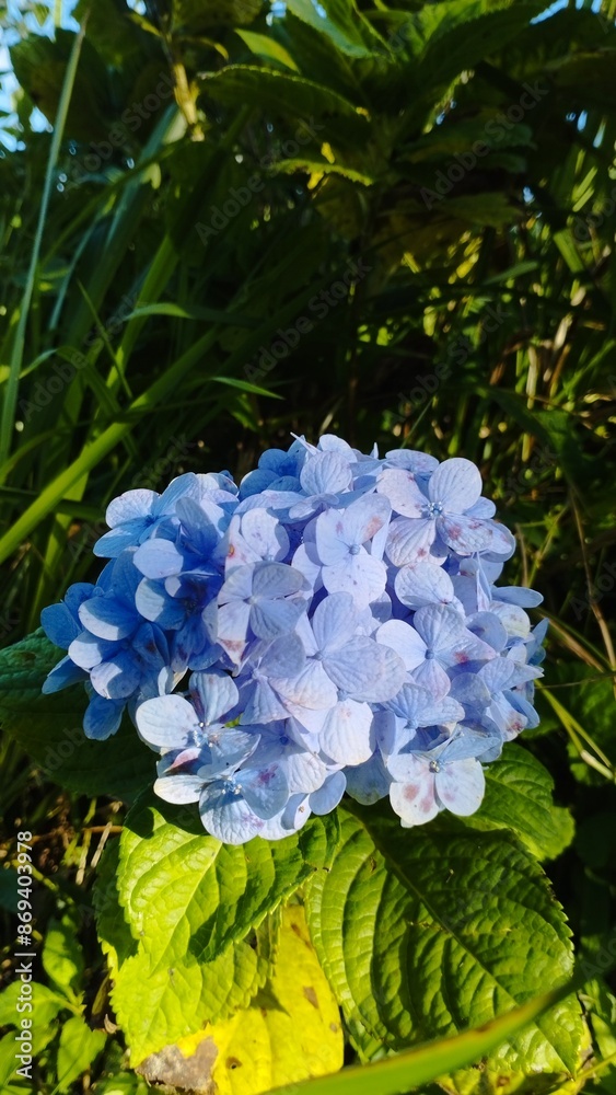 Bali Island : blue hydrangea and yellow flowers Bali Island : blue hydrangea and yellow flowers