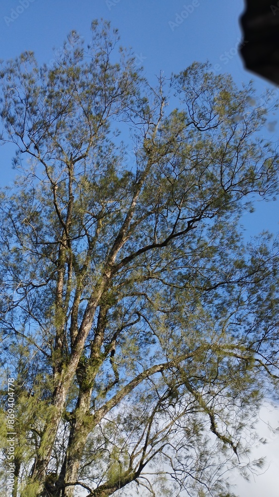 Bali Island : sky and tree Bali Island : sky and tree
