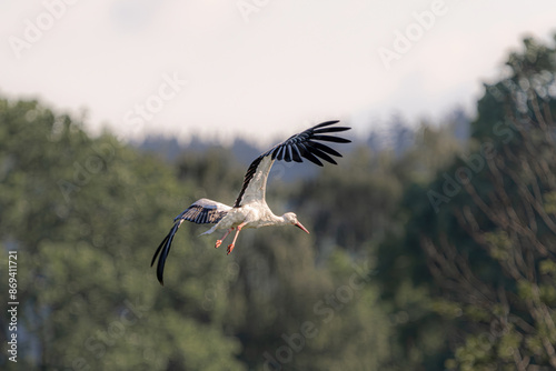 Storks in flight against the backdrop of a green forest. © andov