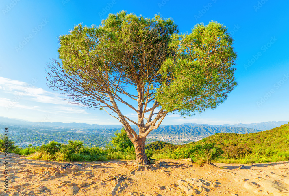 Lone Wisdom Tree On Hill In Los Angeles