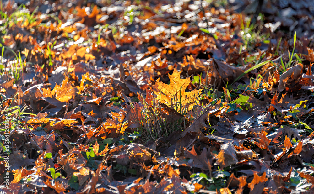 Yellow maple leaf outstand out of the foliage laying on the ground Yellow maple leaf outstand out of the foliage laying on the ground