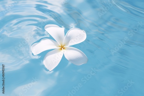 Plumeria flower floating outdoors nature petal. photo