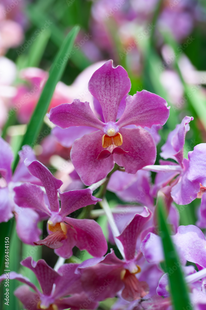 Close-up of a pink Vanda orchid illuminated by natural daylight. Ideal for various purposes such as botanical illustrations, nature-themed designs, floral backgrounds, or decorative prints. Close-up of a pink Vanda orchid illuminated by natural daylight. Ideal for various purposes such as botanical illustrations, nature-themed designs, floral backgrounds, or decorative prints.