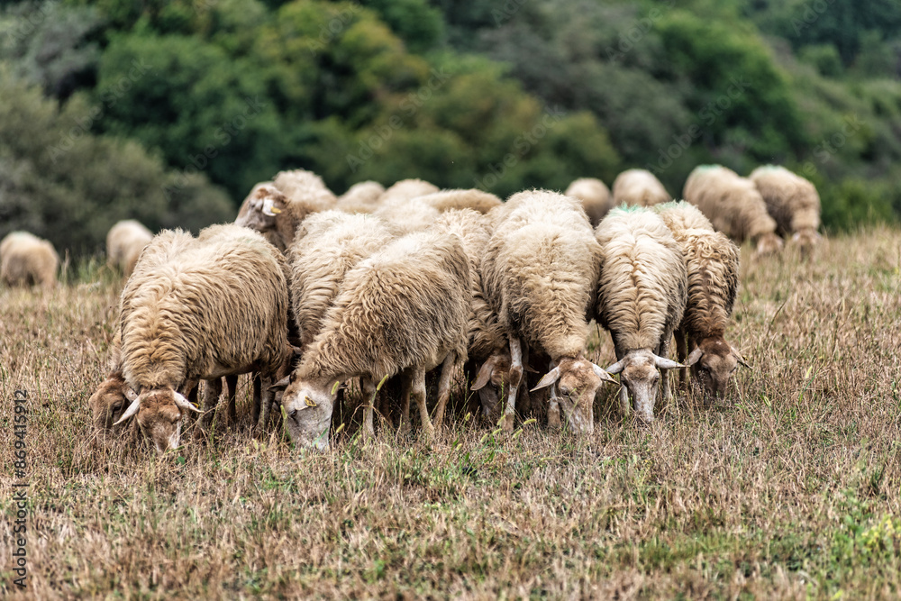 Fototapeta premium Moutons en troupeau
